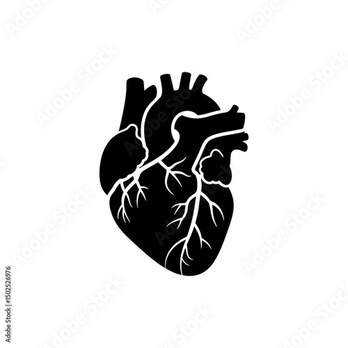 Coronary Arteries Heart Surface Medical Anatomy Icon
