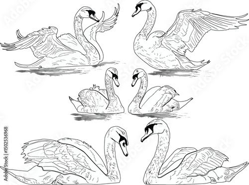 six swans outline isolated on white