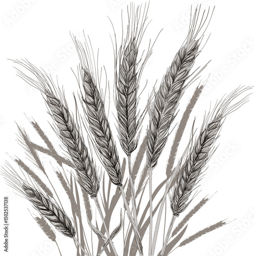 cereal plants grey bunch isolated on white background