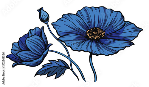Himalayan blue poppy and meconopsis flower illustration photo