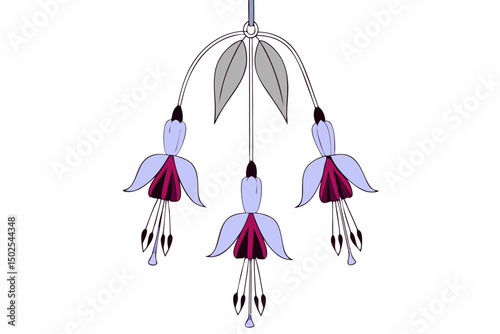 Fuchsia pendant flowers with rich leathery green leaves hanging delicately perfect for floral illustrations botanical designs or garden themed digital artwork