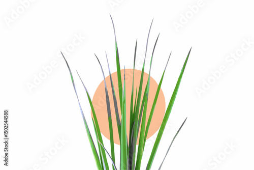 Natural botanical close up of fresh green grass offering high resolution texture perfect for eco friendly backgrounds nature themed designs and organic branding visuals