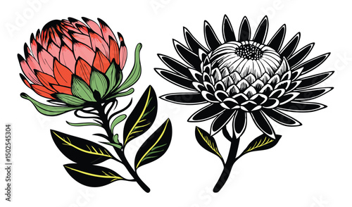 Vibrant pincushion protea and leucospermum flower illustration