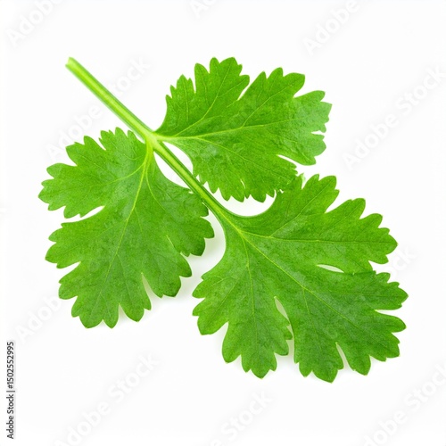 Corianders on Isolated White Background – Fresh Cilantro Leaves with Stem and Natural Depth of Field