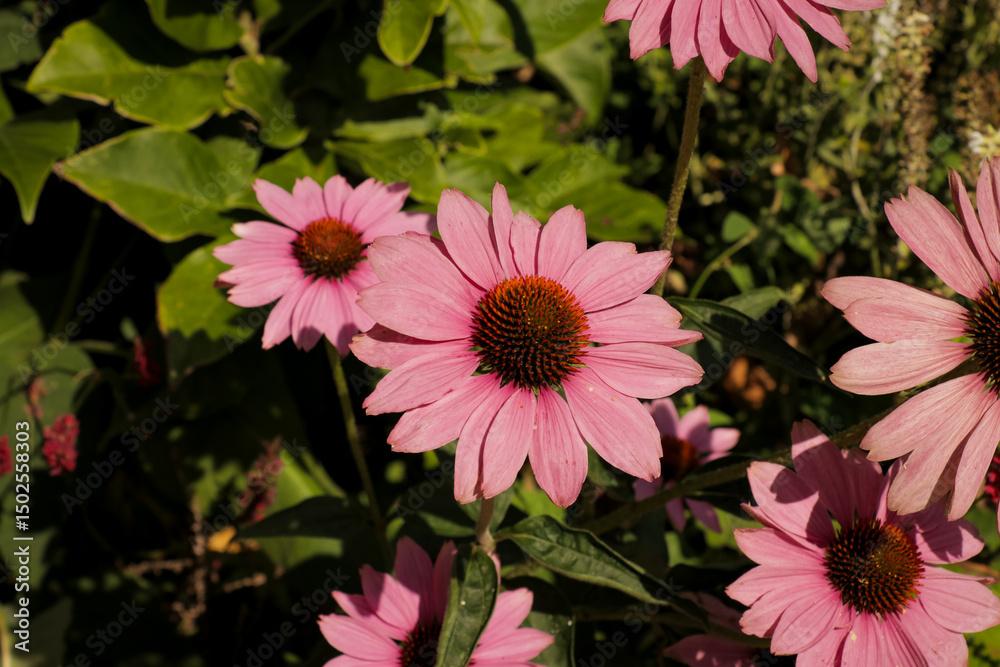 Obraz premium A group of vibrant pink coneflowers (Echinacea purpurea) blooming in a lush garden, with sharp details on the petals and central cone structure, captured in soft natural light