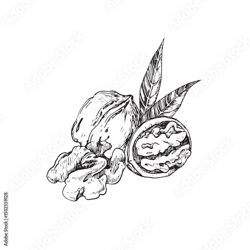 Walnut vector illustration hand drawn with ink. Black and white composition with whole and cut nut and leaves. Template for label design
