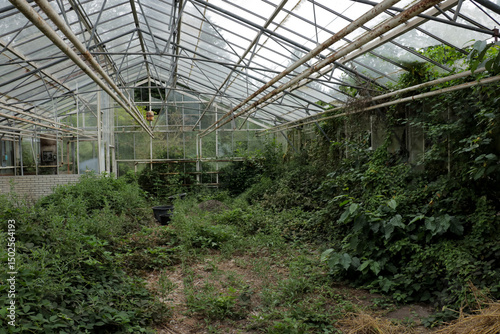 Plants growing on abandoned overgrown. Old green house with green vines and bushes covering glass panels and floor.