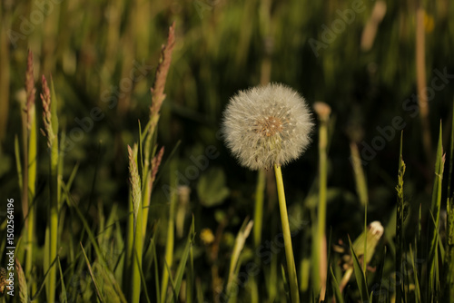Close up of a dandelion growing in a grass field.