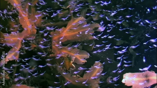 Witness the mesmerizing dance of krill in cold Arctic waters, thriving under layers of ice. This captivating display highlights the delicate ecosystem and the beauty of underwater life.
