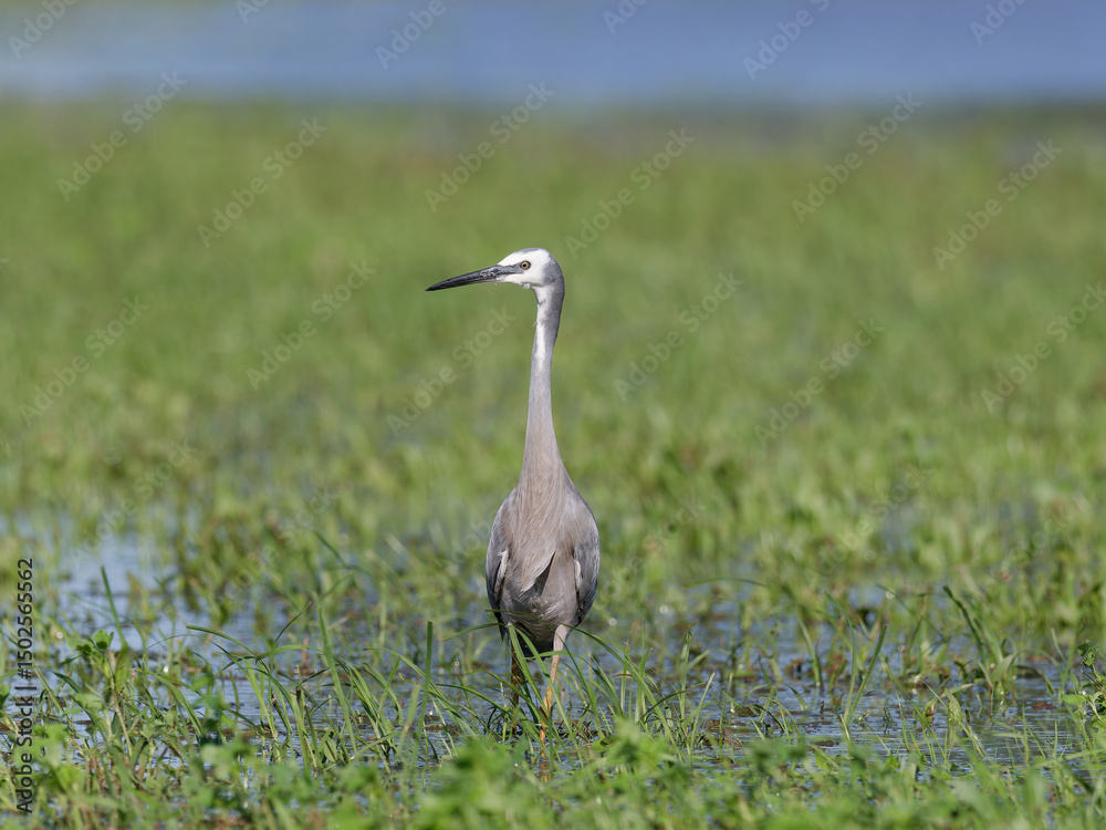 Fototapeta premium White Faced Heron or White Fronted Heron (Egretta novaehollandiae) foraging for food on a flooded pasture after heavy rain.
