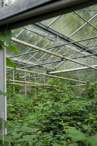 Plants growing on abandoned overgrown building. Old green house with green vines covering glass panels and floor.