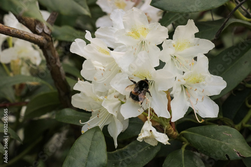 Honey bee on flower collecting nectar to create fresh local honey. White flower English Roseum on bush tree. Colorful bush with leaves and floral flowers in summer.