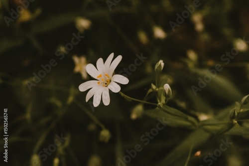 White flower cow parsley in grass nature landscape. Cute crown floral wild flowers.