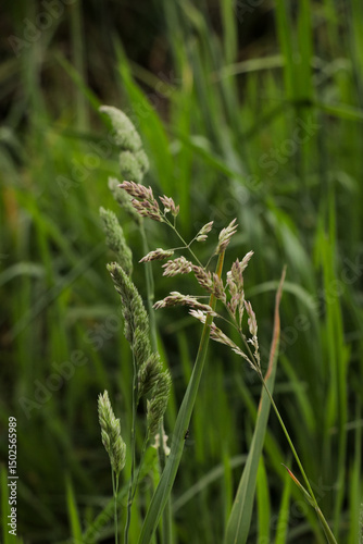 Grass branch in field. Green greenery details nature forest close up selective focus. 