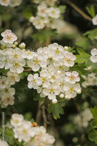 White flower blossom yellow stems and stamens, green leaves, nature landscape. Cute floral flowers explore hike hiking travel outdoors.