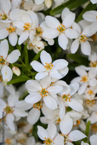Small white flower blossom overgrown nature landscape. Vertical portrait photo. Explore hike hiking travel outdoors.