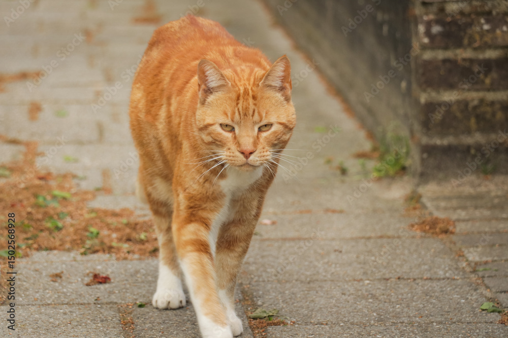 Fototapeta premium Orange cat on street walking around outdoors in garden.
