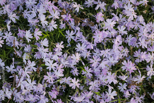 Floral purple flowers in garden. Small lilac flower blossom nature landscape. Vertical portrait photo. Explore hike hiking travel outdoors.
