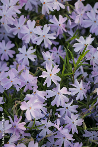 Purple flower blossom nature landscape. Small lilac floral flowers explore hike hiking travel outdoors.