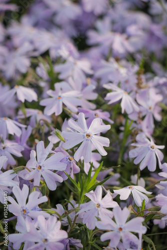 Small purple flower blossom close up. Vertical photo of lilac flowers in nature landscape. Explore hike hiking travel outdoors.
