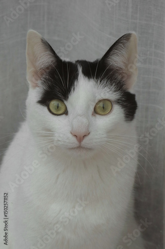 Cat looking into camera from window inside in windowsill. Cute black ears and green eyes with small pink nose with whiskers. 