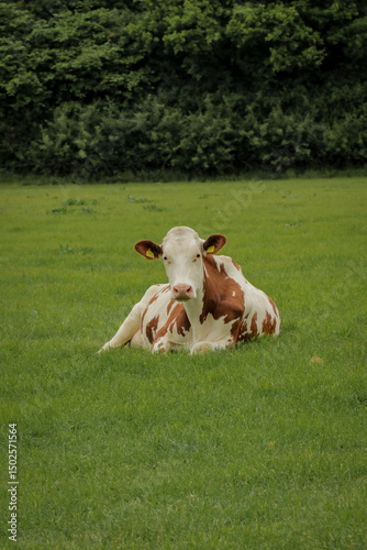 Cow laying down, relaxing in grass field meadow farmland nature landscape. 