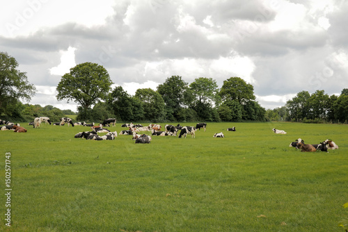 Cows cattle in grass field farmland relaxing eating grass food Dutch countryside landscape