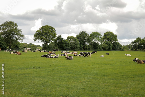 Free range cows in field. Grazing cattle in  farmland relaxing eating grass food Dutch countryside landscape