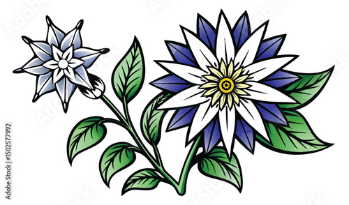 Edelweiss and gentian alpine flower illustration
