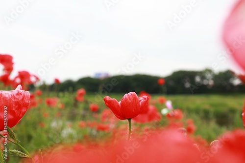 赤いポピーの花