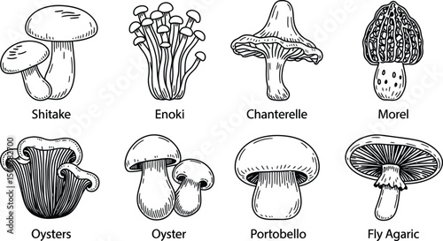 Variety of edible mushrooms hand drawn sketch illustration vector line art