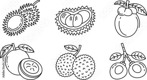 Vector illustration of tropical fruits durian mangosteen lychee and longan line art