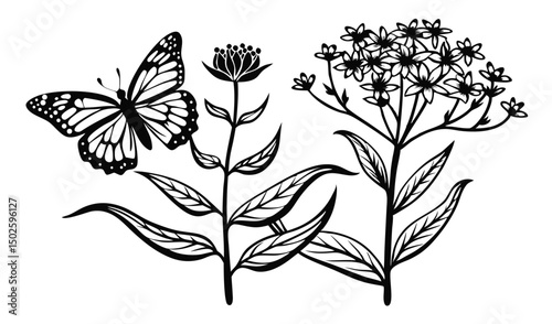 Vibrant milkweed and butterfly weed with umbel flower clusters