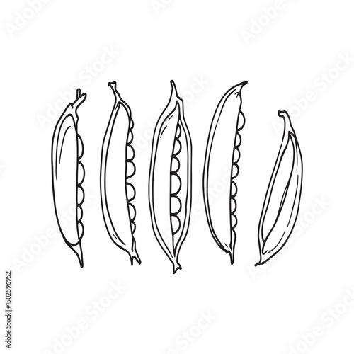 Elegant linear drawing of peas plant and pods