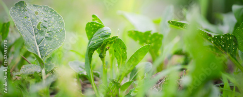 Pests that destroy vegetable crops,Natural ecosystem, cover page, copy space
