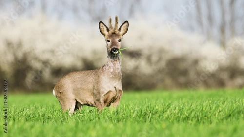 Roe deer and doe in their natural environment