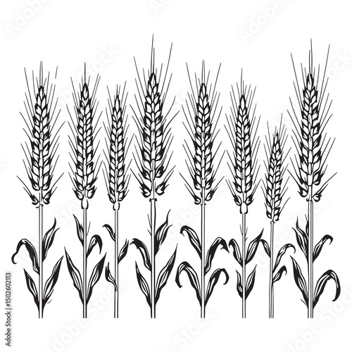 Hand drawn triticale plant with grains simple line art