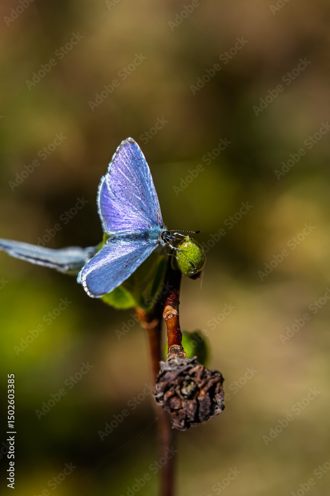 Fototapeta premium butterfly on a flower