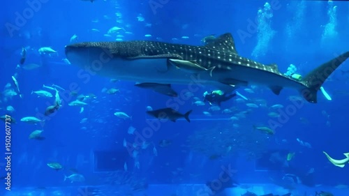 沖縄美ら海水族館でダイバーと泳ぐジンベエザメ