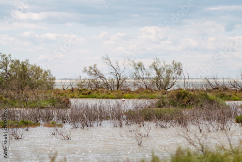 reeds on the bank of lake