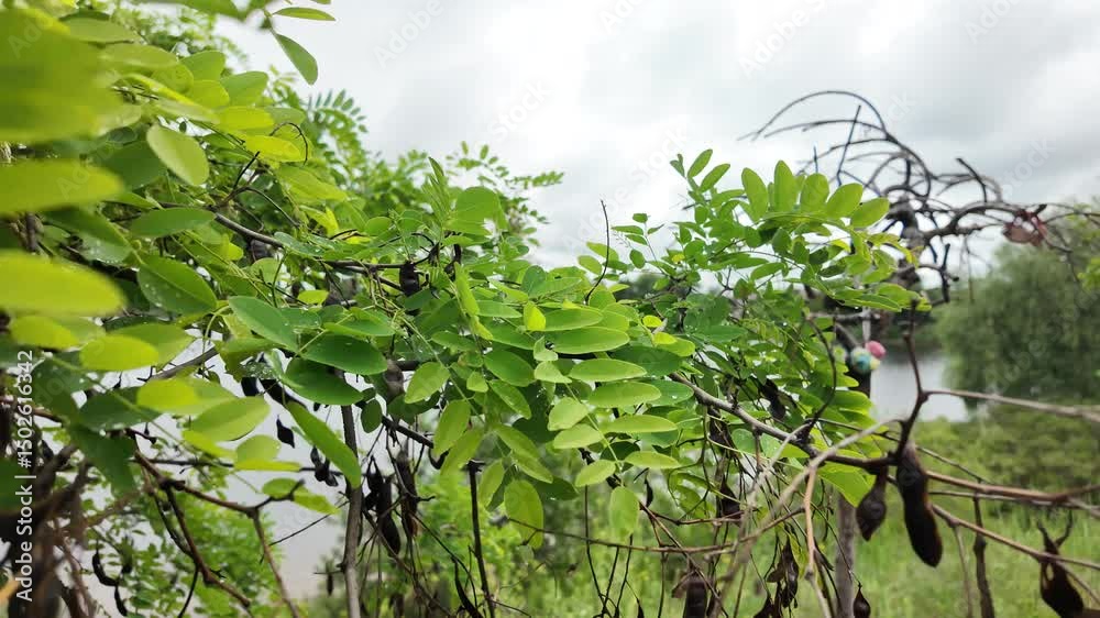young leaves of acacia slow motion video. Green leaves of Acacia, Climbing wattle. Beautiful fern leaves in the garden,swaying in the wind