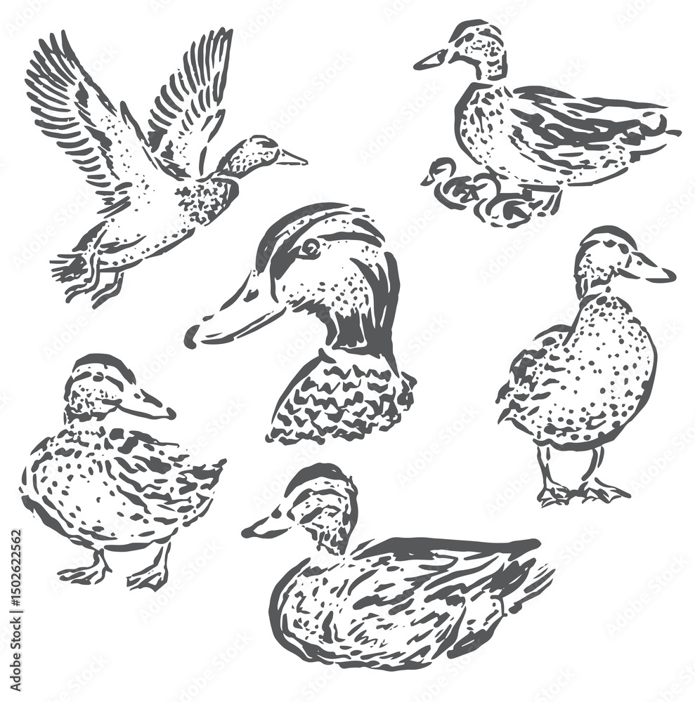 Fototapeta premium vector illustration sketch of duck in various positions