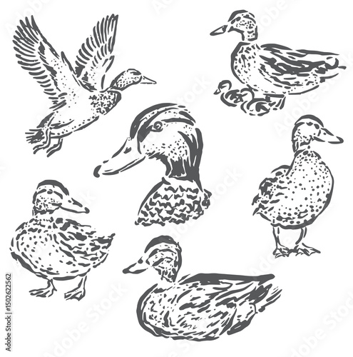 vector illustration sketch of duck in various positions