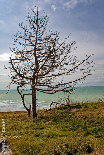 Arbre sans feuilles sur une colline en bord de mer sous un ciel bleu et fond de nuages blanc	