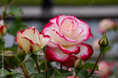 Fototapeta Naklejka Na Ścianę i Meble -  バラ・薔薇・バラ園