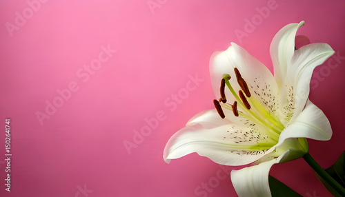 A close-up of a white lily against a pink background, emphasizing natural beauty.