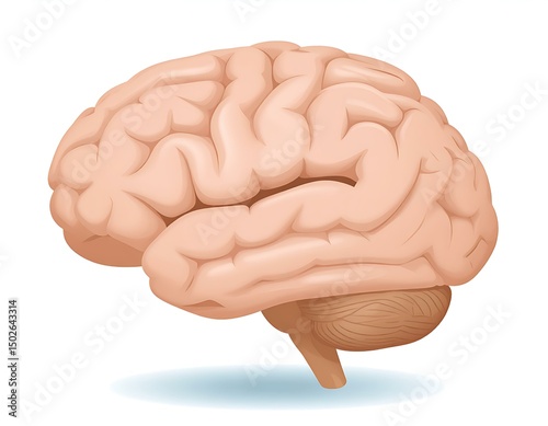 Human Brain Anatomy Detailed Illustration of Cerebrum, Cerebellum, and Brainstem