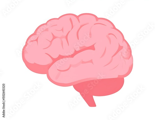 Human Brain Anatomy Detailed Illustration of Cerebrum, Cerebellum, and Brainstem