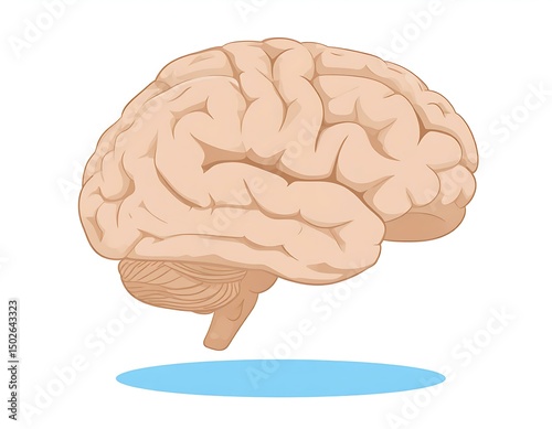 Human Brain Anatomy Detailed Illustration of Cerebrum, Cerebellum, and Brainstem
