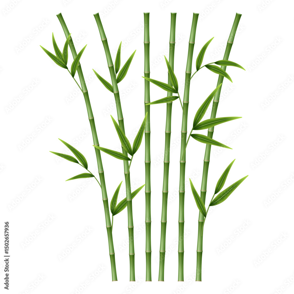 Obraz premium Bamboo plants. Composition with fresh greenery. Zen design concept